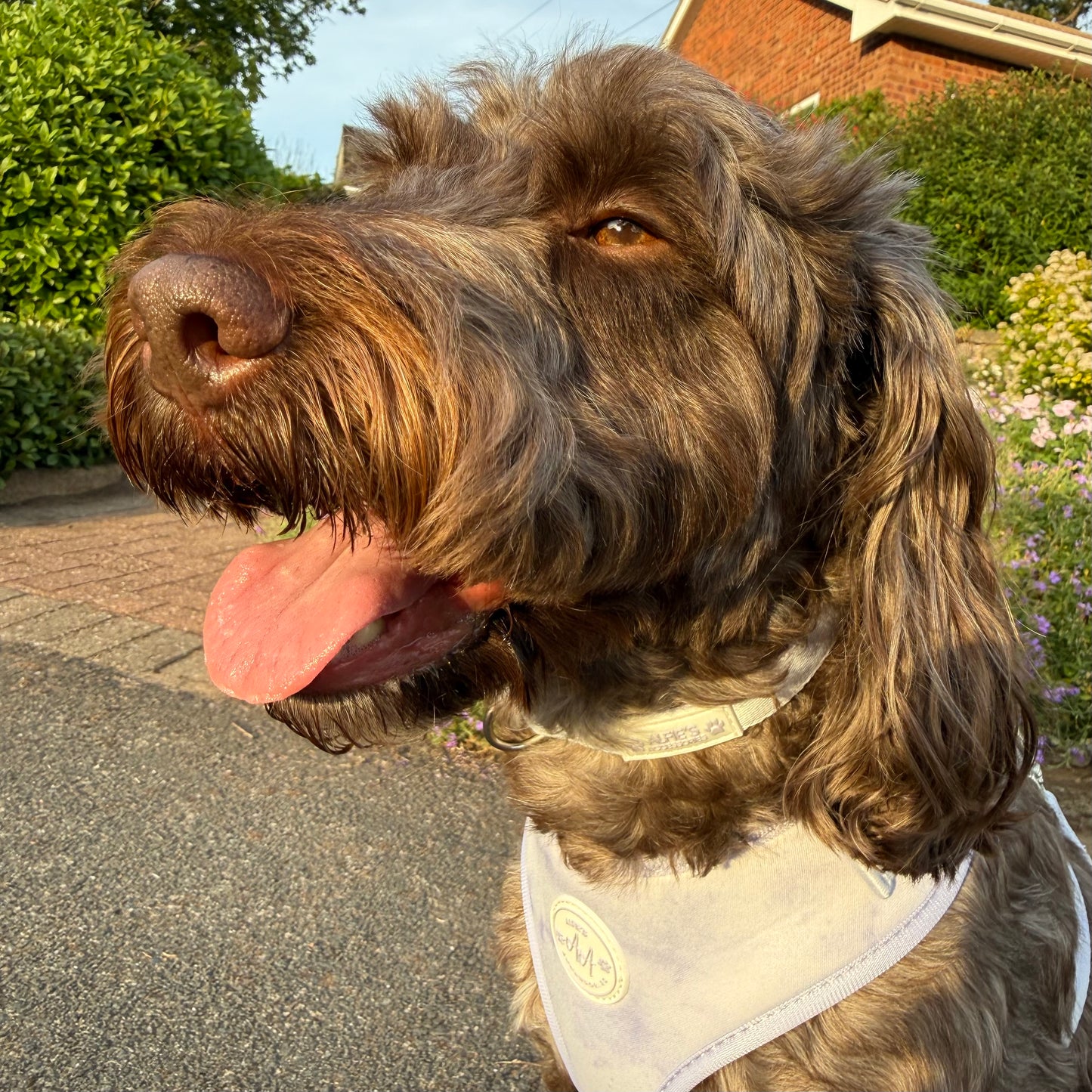 Lilac Haze Collar