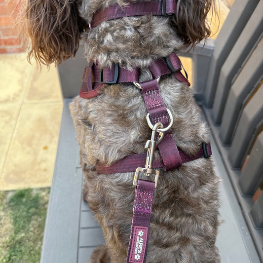 Burgundy Dream Collar and Lead Bundle