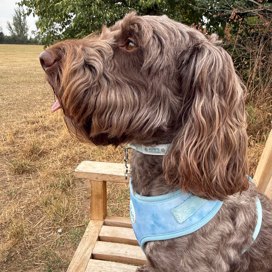 Blue Skies Collar