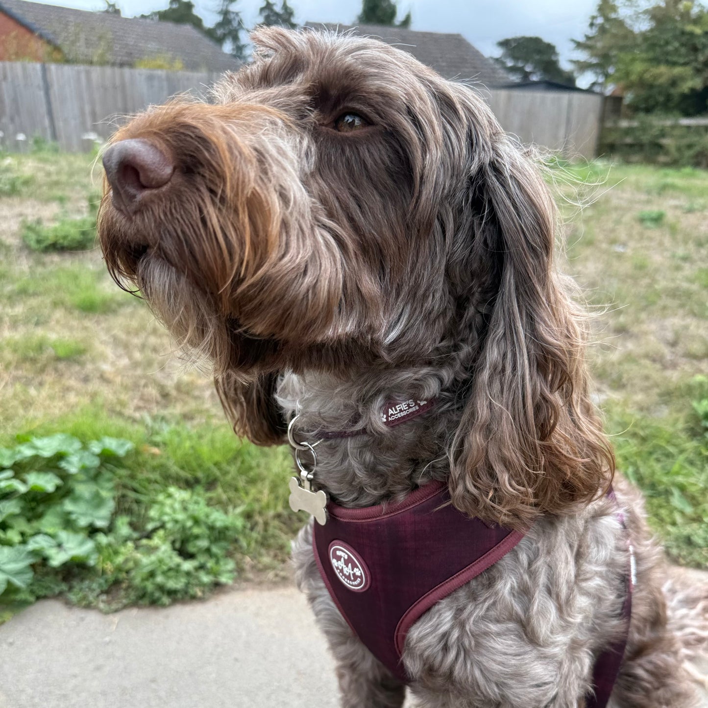 Burgundy Dream Harness