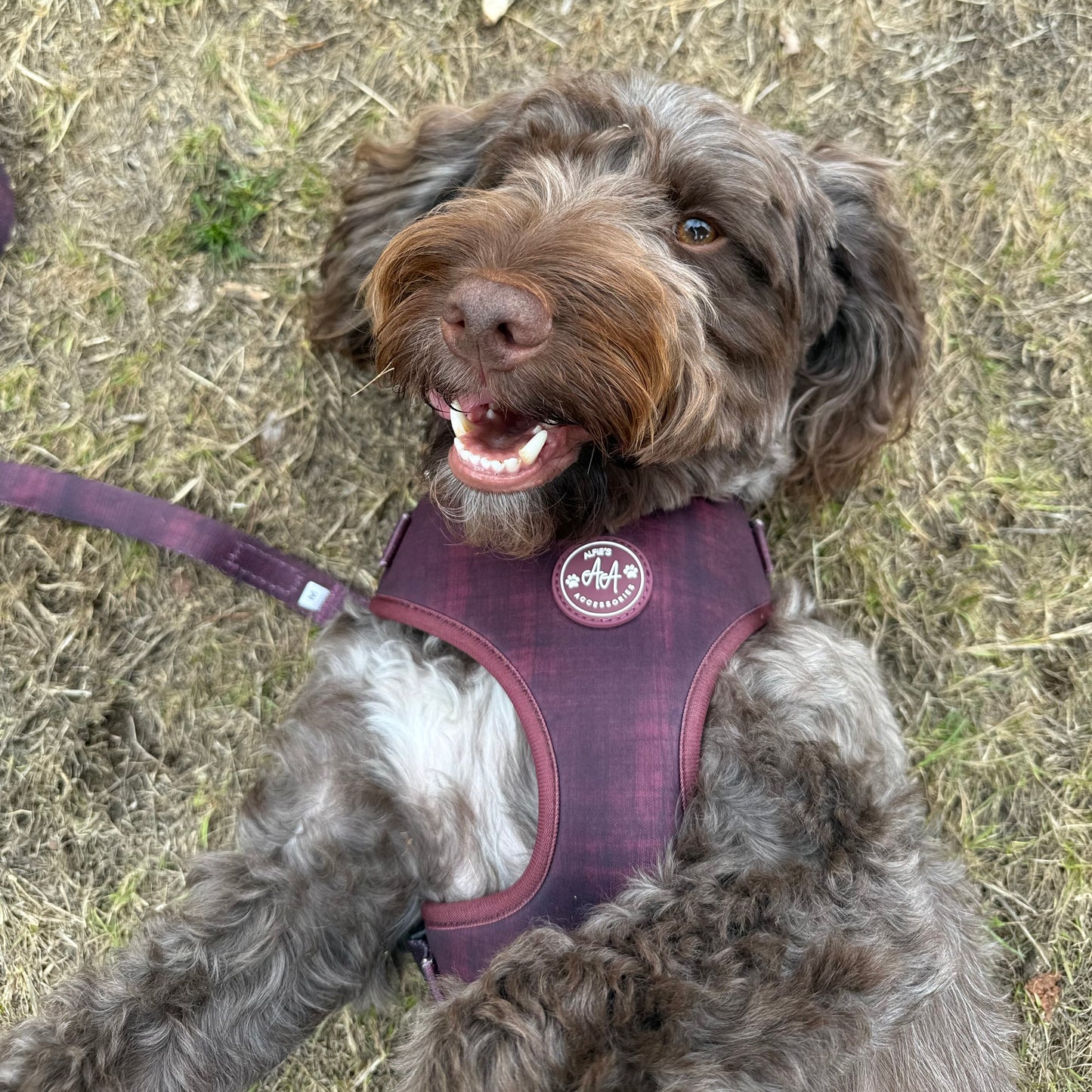 Burgundy Dream Harness and Collar Bundle