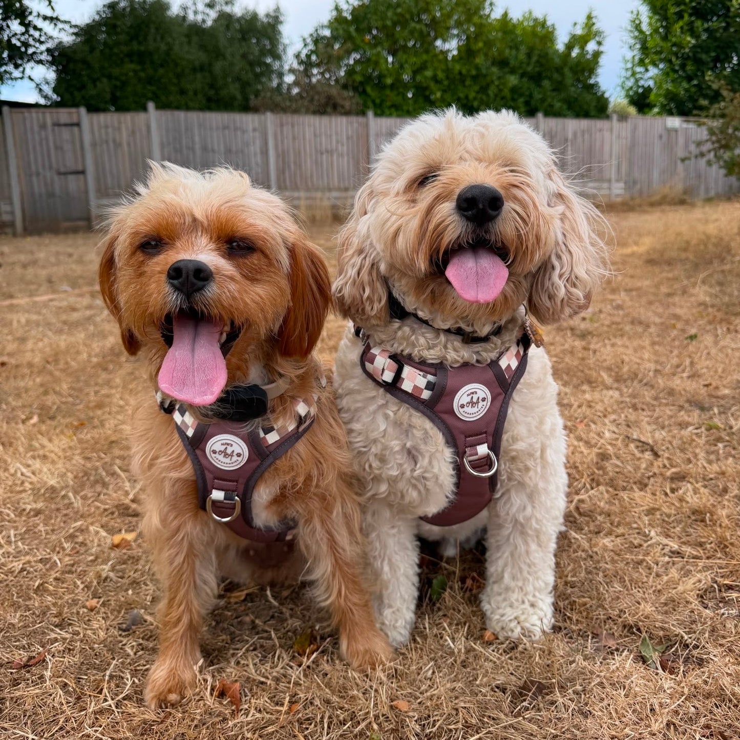 Cocoa Harness and Lead