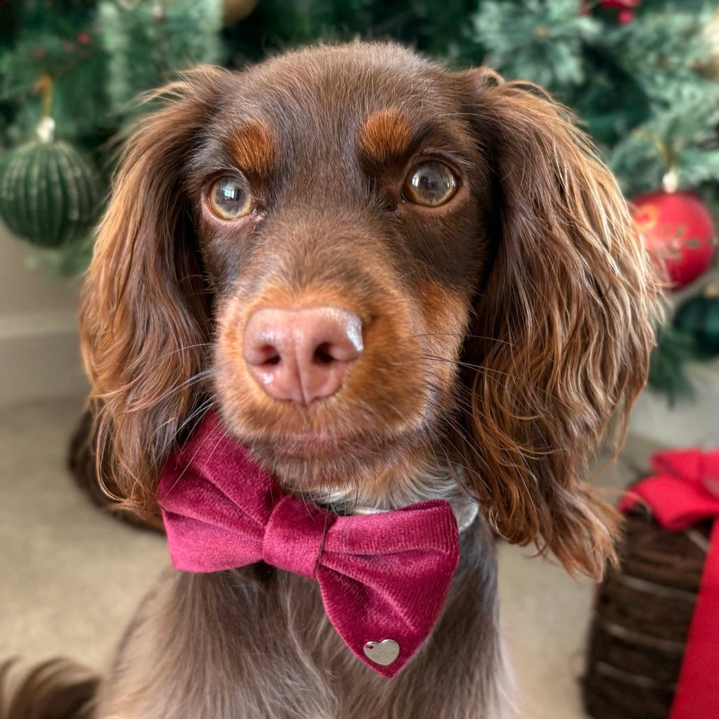 New Burgundy Bow
