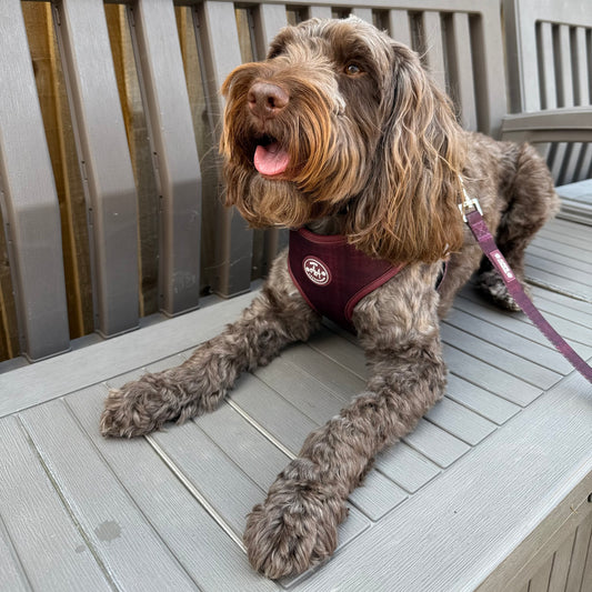 Burgundy Dream Harness