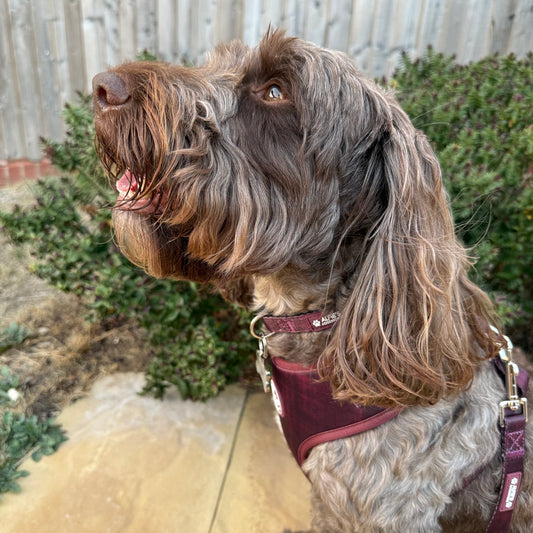 Burgundy Dream Collar