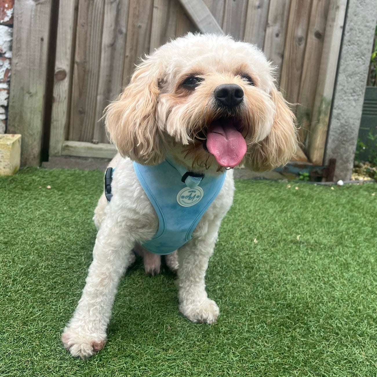 Blue Skies Harness and Collar Bundle