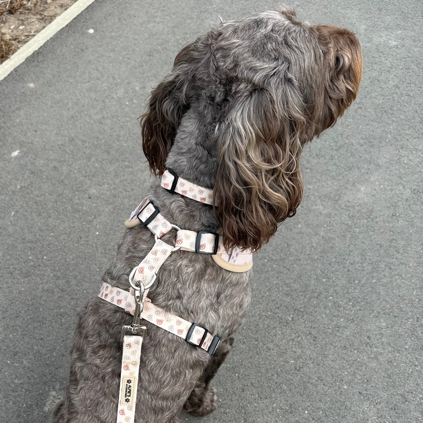 Bear Necessities Harness and Lead Bundle