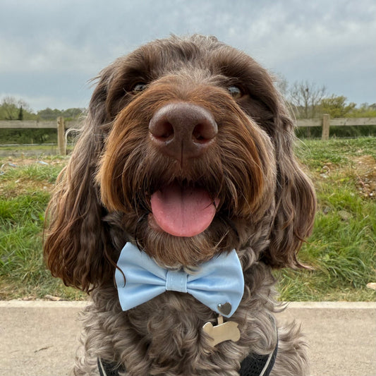 Baby Blue Bow