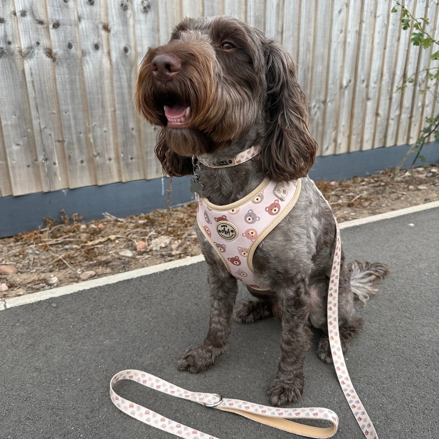 Bear Necessities Harness and Lead Bundle
