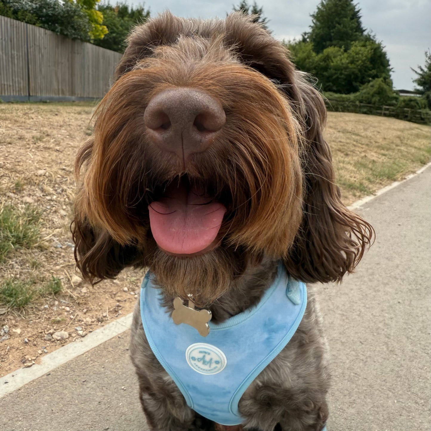 Blue Skies Harness and Lead Bundle