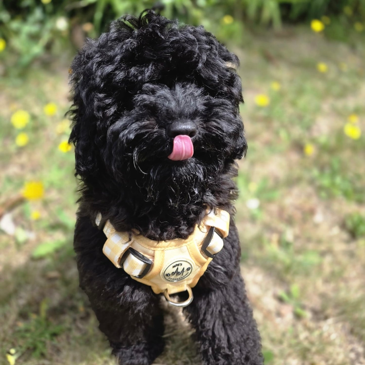 Buttercream Harness and Lead Bundle