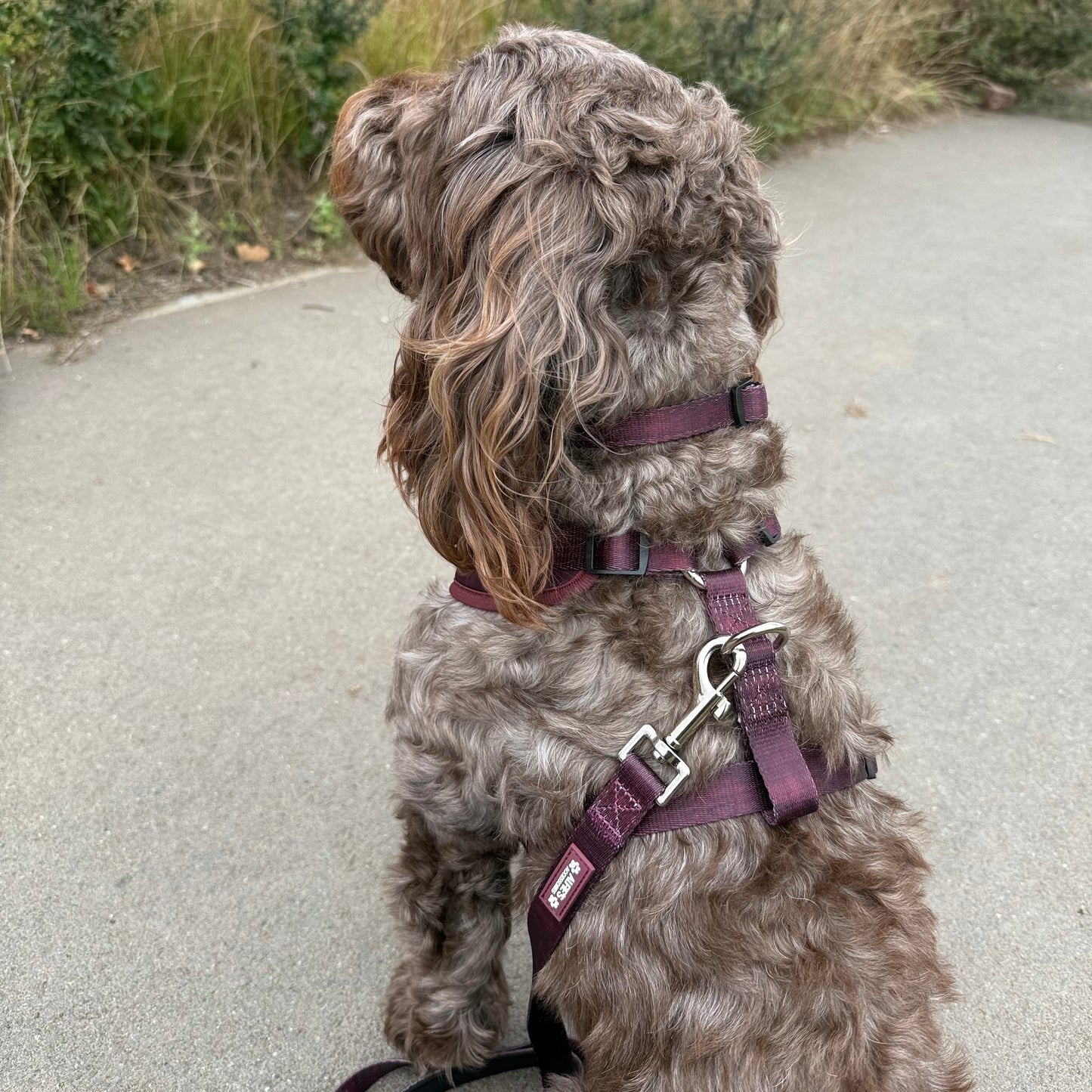 Burgundy Dream Harness and Collar Bundle