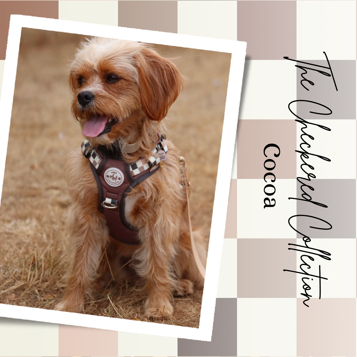 The Checkered Collection ~ Cocoa