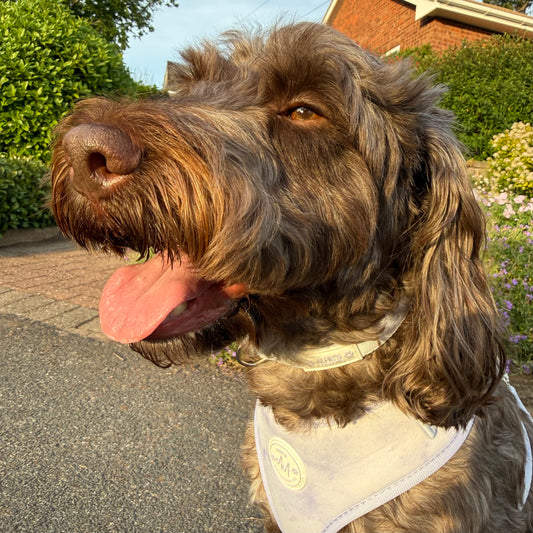 Lilac Haze Collar and Lead Bundle