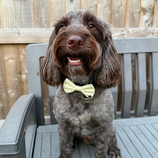 Lemon Drop Bow Tie