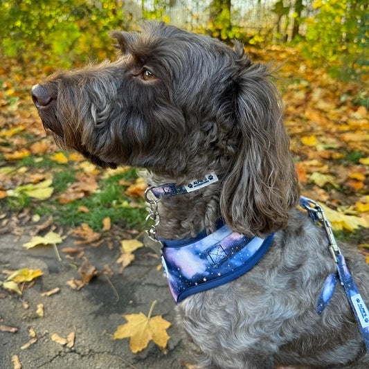 Starry Skies Collar and Lead Bundle