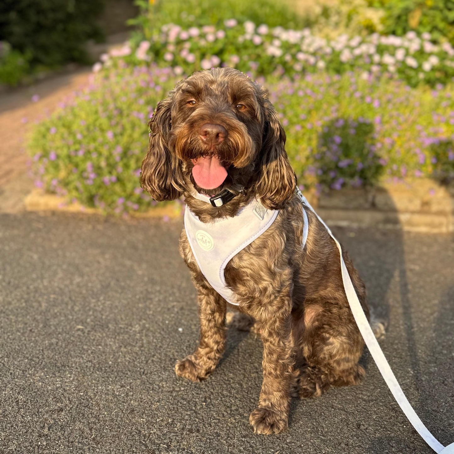 Lilac Haze Adjustable Harness