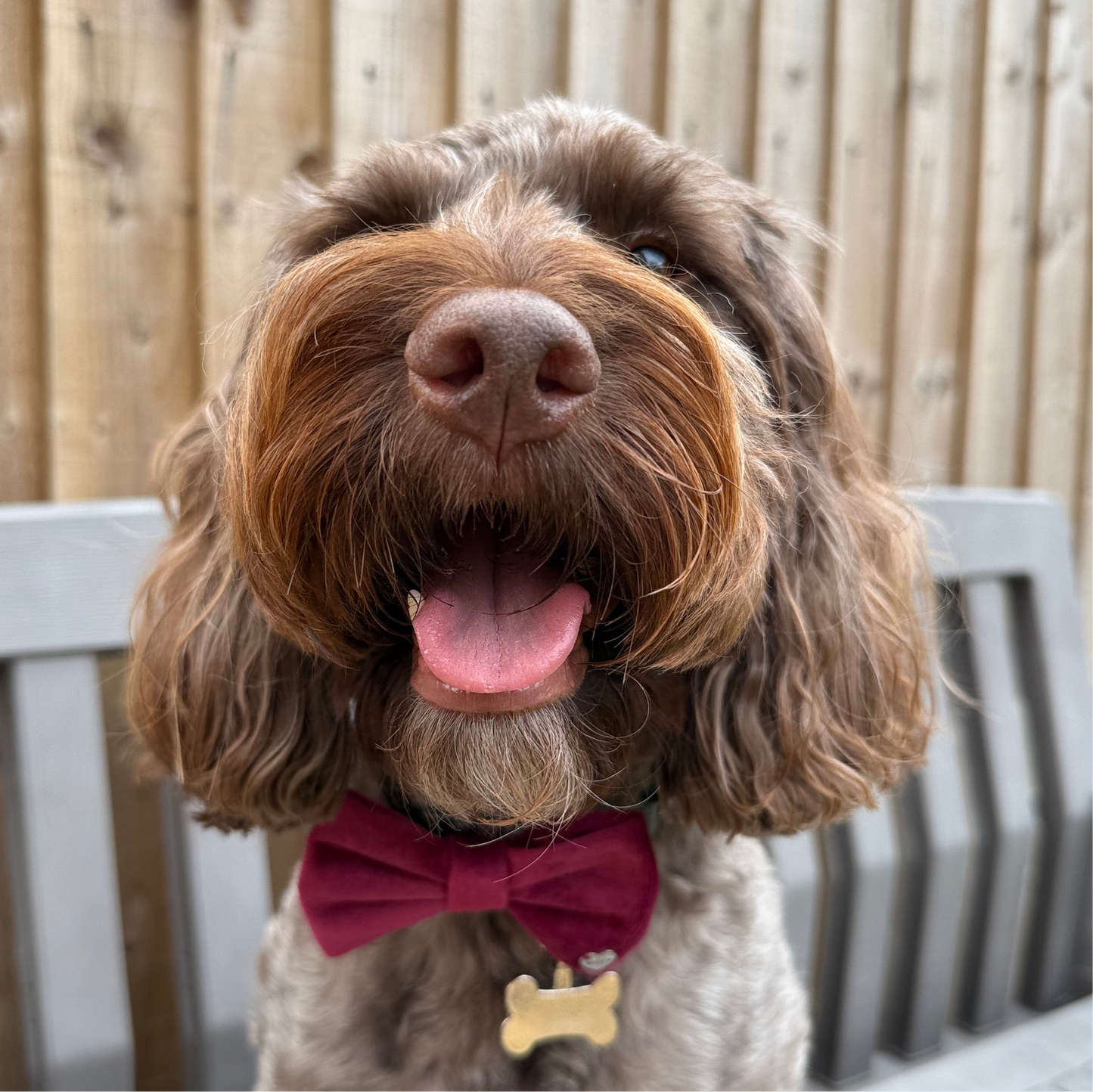 New Burgundy Bow