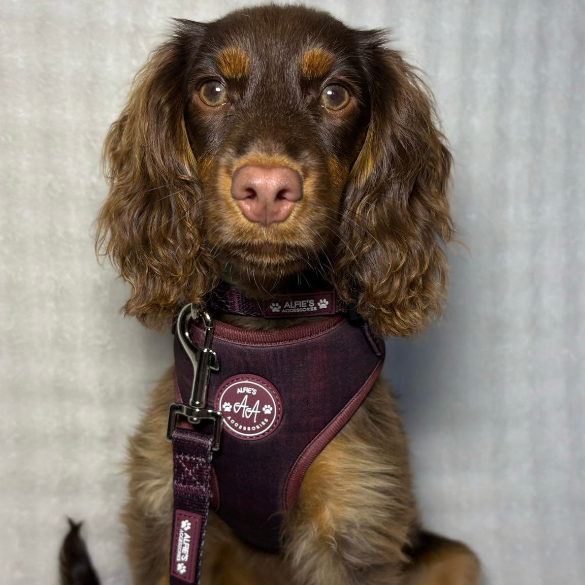 Burgundy Dream Harness