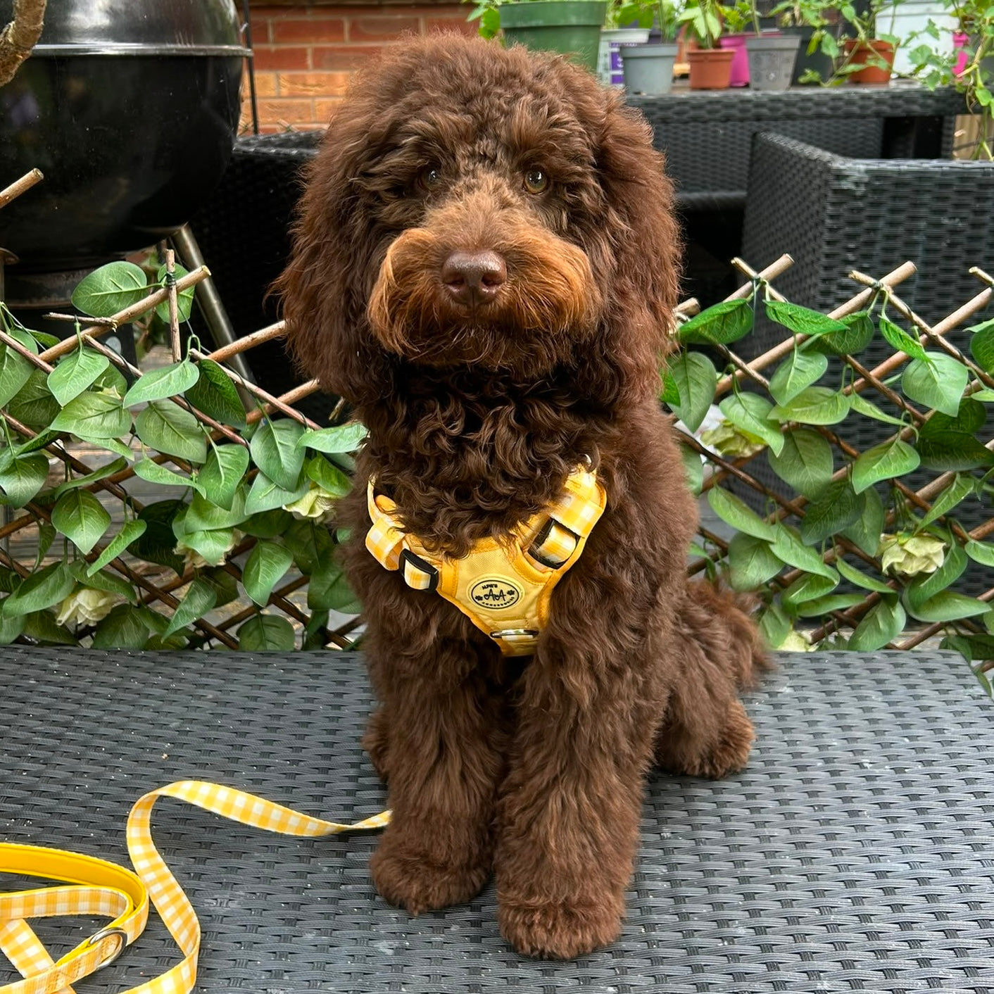 Buttercream 3-Clip Harness
