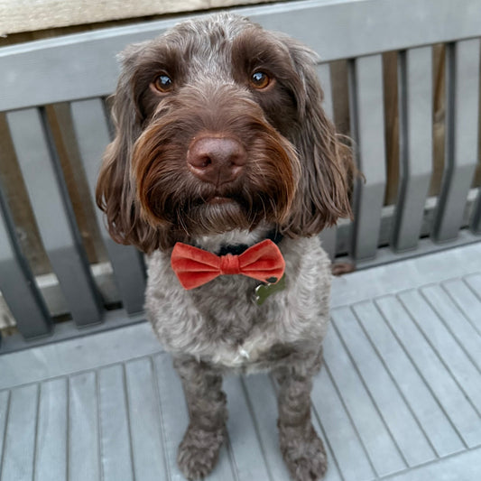 Burnt Ember Bow Tie