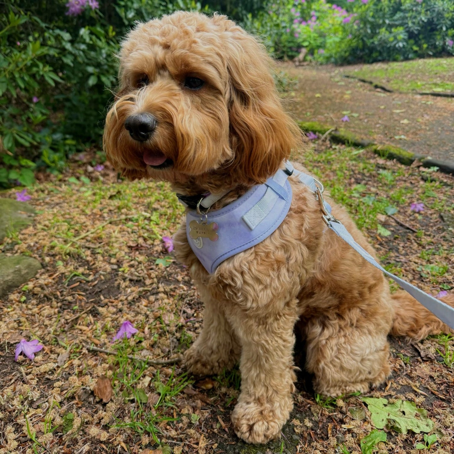 Lilac Haze Adjustable Harness