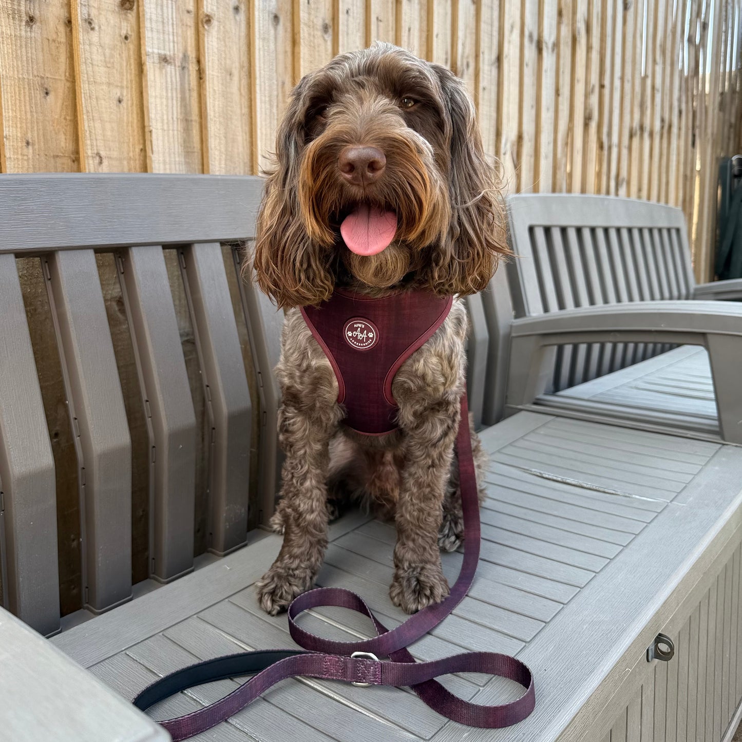 Burgundy Dream Harness and Collar Bundle