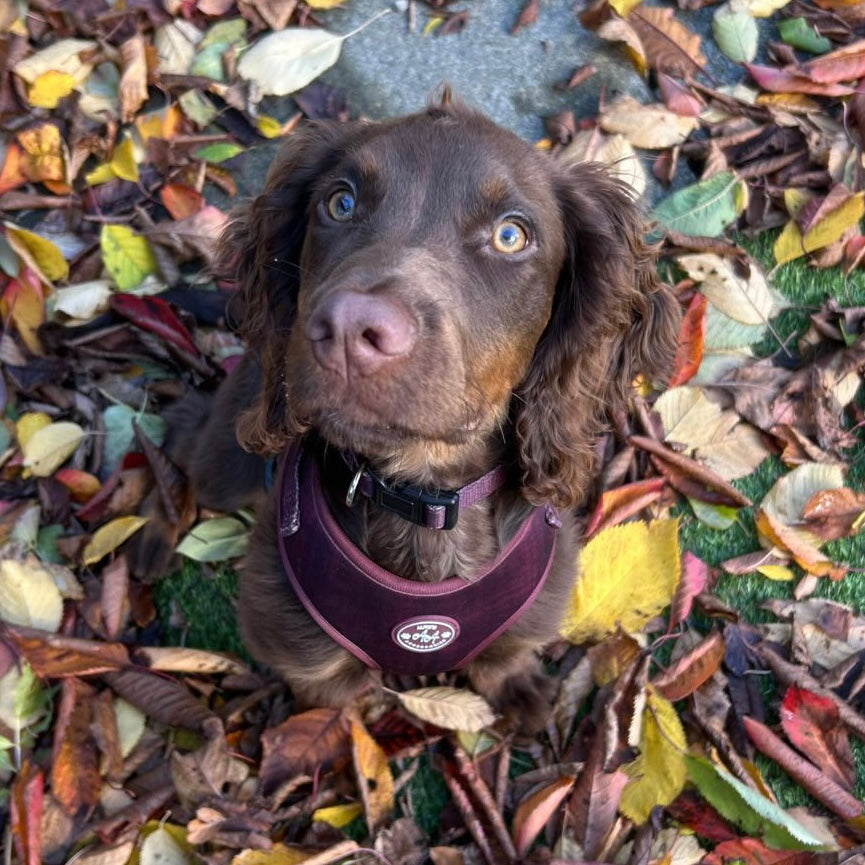 Burgundy Dream Harness