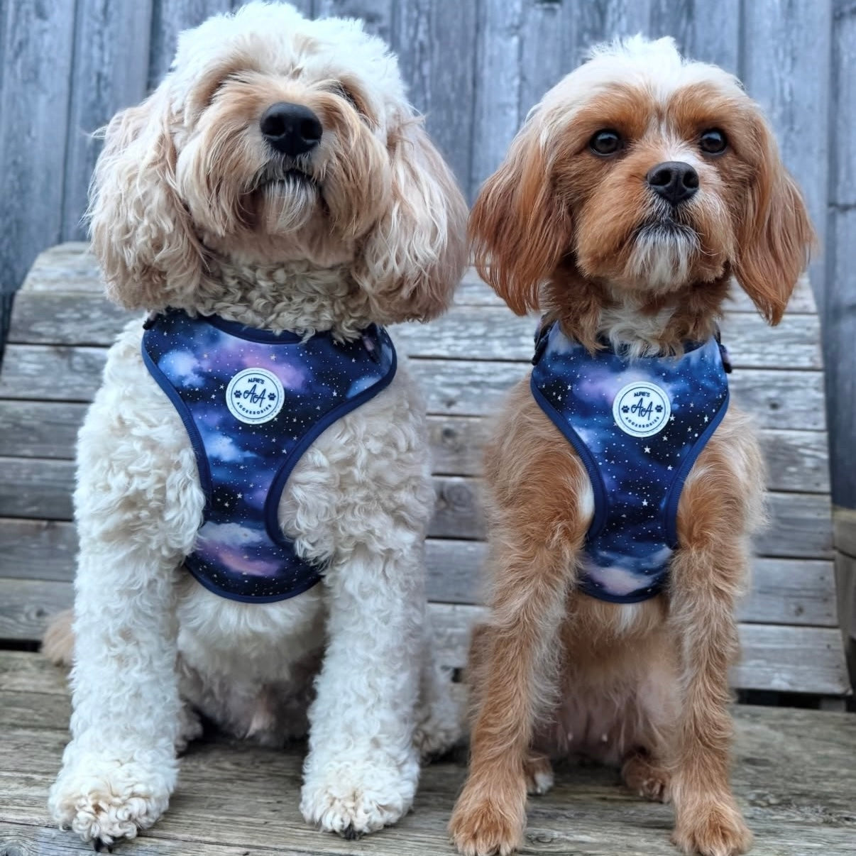 Starry Skies Harness and Collar Bundle